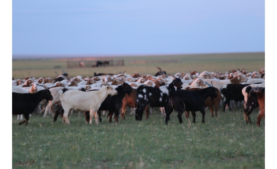 Түймэрт өртсөн аймгууд Дундговь аймагт 1000-2000 боодол өвс бэлэглэнэ