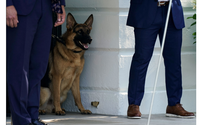 Олон хүн хазсан ерөнхийлөгчийн нохойг Цагаан ордноос явуулжээ
