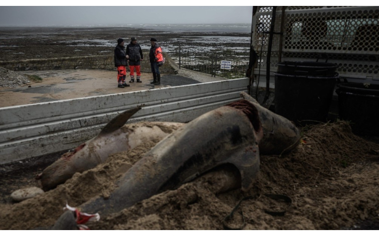 Францын баруун эрэгт загас агнуур хийхийг хориглов